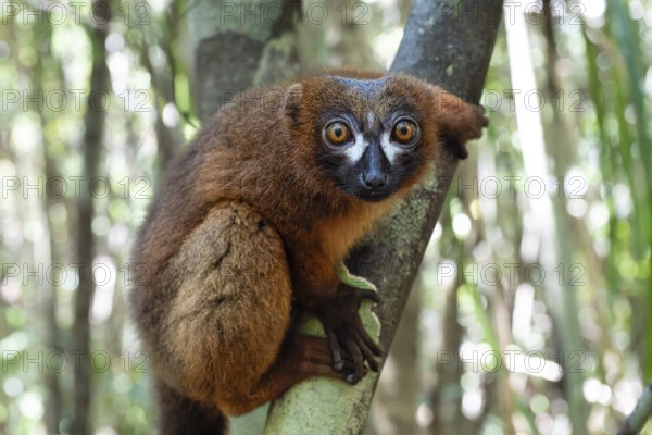 Red-bellied lemur (Eulemur rubriventer) in the rainforests of eastern Madagascar