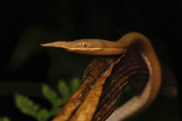 Male leaf-nosed snake (Langaha madagascariensis) at night in the lowland rainforests of eastern Madagascar
