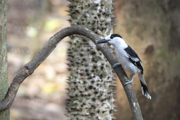Hookbill vanga (Vanga curvirostris) in the Ankarafantsika dry forests in western Madagascar