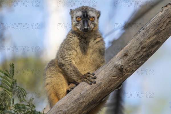 Red-fronted lemur female (Eulemur rufifrons) in the Kirindy dry forest, western Madagascar