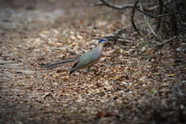 Red-capped Silky Cuckoo, Red-capped Coa (Coa olivaceiceps) in the dry forests of Ankarafantsika in western Madagascar