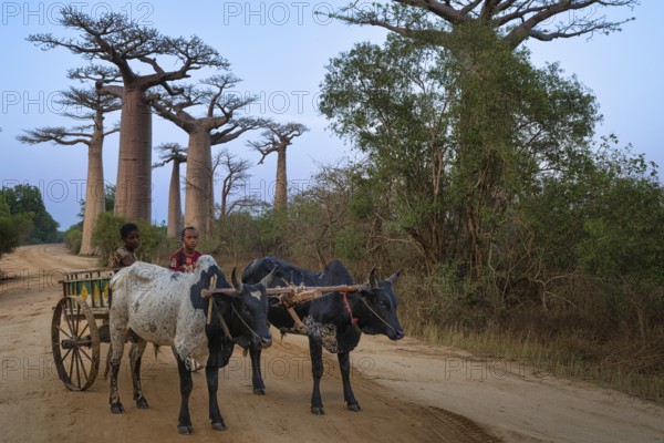 Zebu cart with driver early in the morning on Baobab Alley in western Madagascar