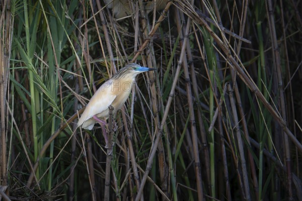 Squacco Heron (Ardeola ralloides) in the reeds of a lake in western Madagascar