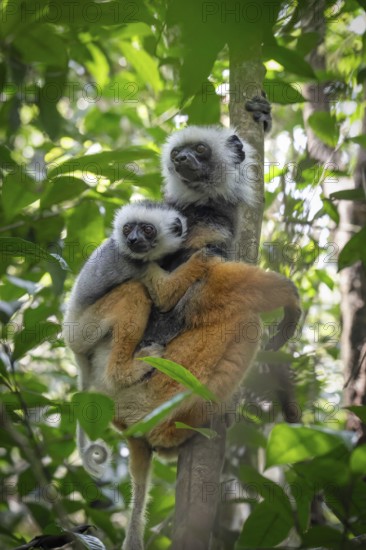 Diadem Sifaka (Propithecus diadema diadema) in the mountain cloud forests of Andasibe in eastern Madagascar