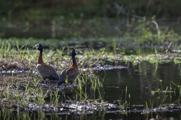 White-Faced Whistling Duck (Dendrocygna viduata) at a lake in western Madagascar