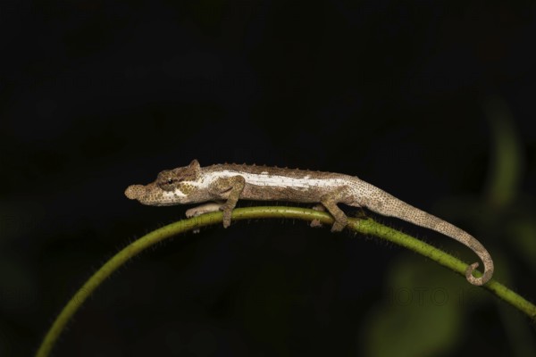 A male chameleon (Calumma fallax) in the rainforests of south-east Madagascar