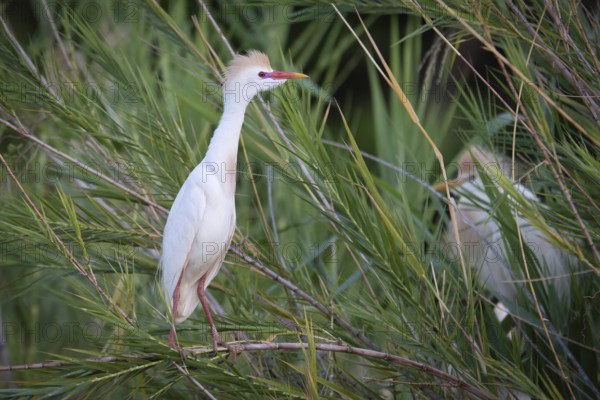 Western Cettle Egret (Bubulcus ibis) in the reeds of a lake in western Madagascar