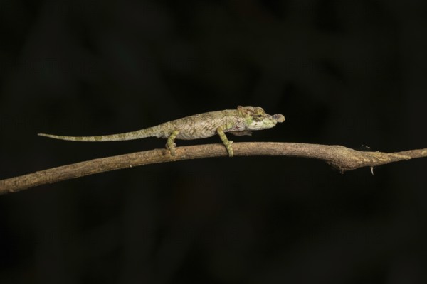 Male chameleon (Calumma hofreiteri) in the rainforests of the central highlands of Madagascar