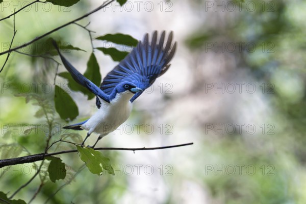 Blue Vanga, Madagascar Blue Vanga (Cyanolanius madagascariensis) in the dry forest of Ankarafantsika in western Madagascar