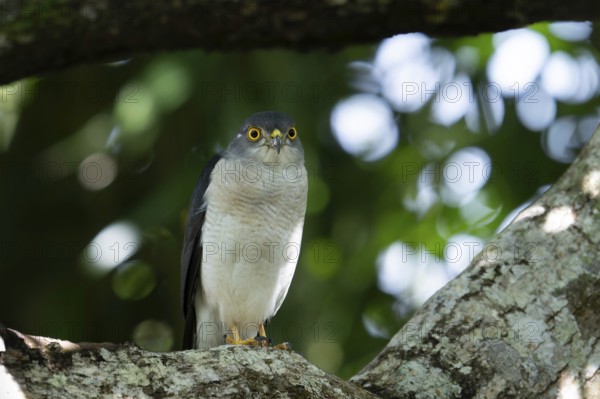 Lizard Goshawk, Frances Sparrow-Hawk (Accipiter francesiae) in the lowland rainforests of eastern Madagascar