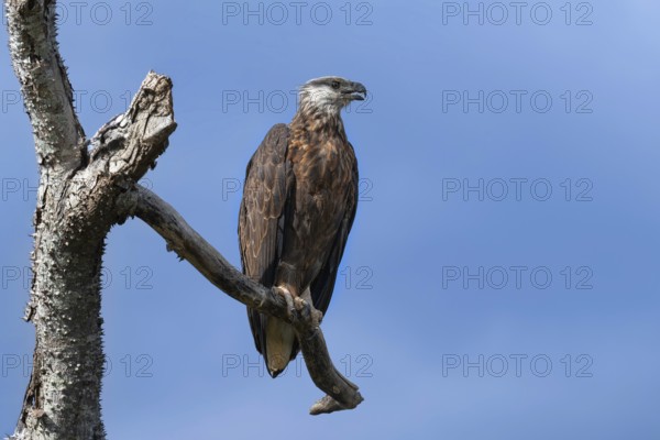 Madagascar Fish-Eagle, Malagasy Fish-Eagle (Haliaeetus vociferoides) in the dry forests of Ankarafantsika in western Madagascar