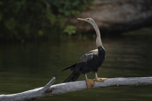 African Darter (Anhinga rufa) at a lake in the west of Madagascar