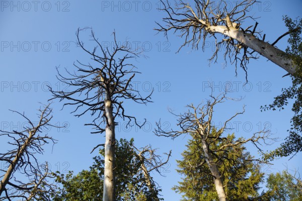 Forest dieback, pine forest, Scots pine (Pinus sylvestris), Upper Bavaria, Germany