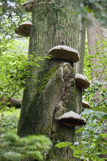 Tinder fungus (Fomes fomentarius), tree fungi, Upper Bavaria, Germany