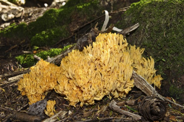 Mushroom, coral (Ramaria spec.), Alps, Upper Bavaria, Germany