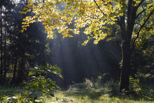 European beech (Fagus sylvatica), in autumn, Upper Bavaria, Germany