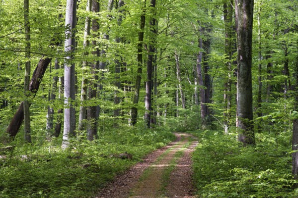 Mixed forest in spring, copper beech (Fagus sylvatica), English oak (Quercus Robur) Upper Bavaria, Germany