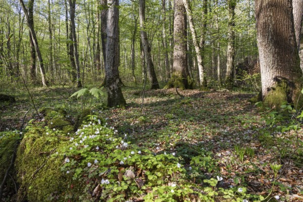 Mixed deciduous forest in spring with hornbeams and oaks, Upper Bavaria, Germany