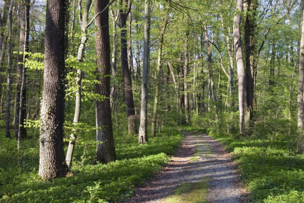 Trail through mixed deciduous forest in spring with beech, maple and oak trees, Upper Bavaria, Germany