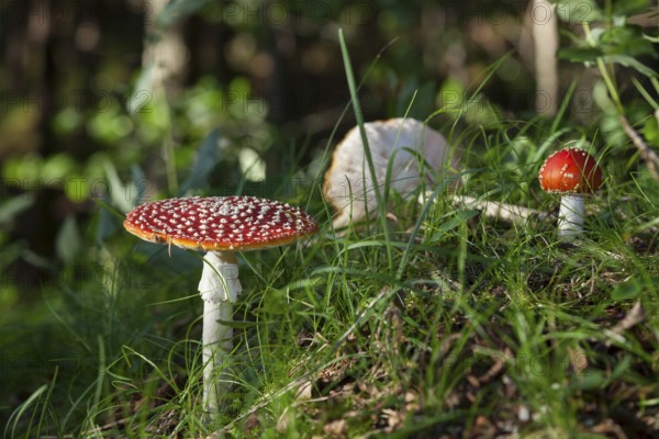 Fly agaric (Amanita muscaria), Isar valley, Bavaria, Germany