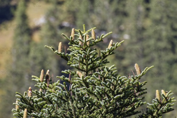 Silver fir (Abies alba), top with cones, pine cones, Upper Bavaria, Germany
