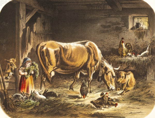 Toddler playing with many animals in the stable, agriculture, animal husbandry, cow with calf, chickens and roosters pick grains, hay, little girl feeds rabbits with cabbage leaves, rural idyll, happiness, peace, animal welfare, colored lithography, Germany, historical illustration 1867