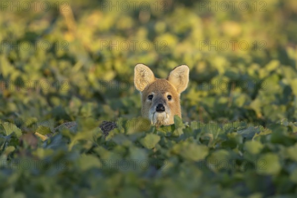 Chinese water deer (Hydropotes inermis) adult animal in an arable farm oilseed rape crop field, England, United Kingdom
