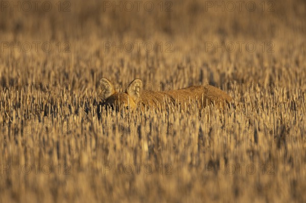 Chinese water deer (Hydropotes inermis) adult animal resting in a farm stubble field, England, United Kingdom