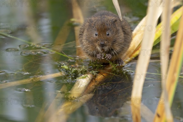 Water vole (Arvicola amphibius) adult animal rodent feeding on pond weed in summer, England, United Kingdom