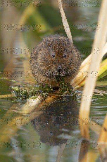 Water vole (Arvicola amphibius) adult animal rodent feeding on pond weed in summer, England, United Kingdom