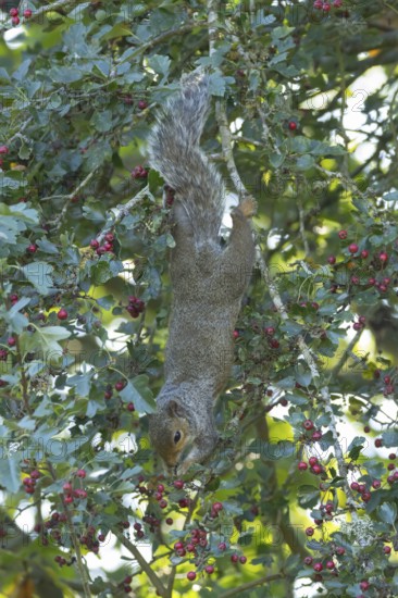 Grey squirrel (Sciurus carolinensis) adult animal feeding on Hawthorn tree berries in summer, England, United Kingdom