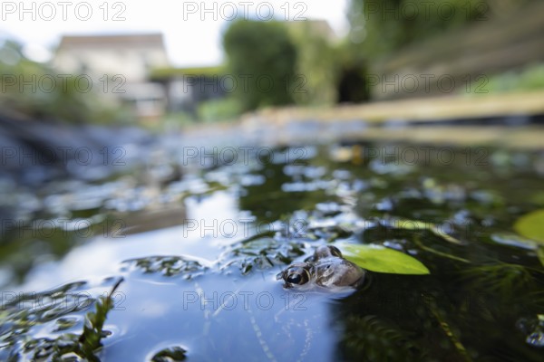 Common frog (Rana temporaria) adult amphibian on the water surface of a garden pond with a house in the background England, United Kingdom