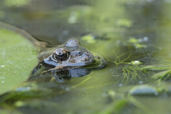 Common frog (Rana temporaria) adult amphibian on the water surface of a garden pond, England, United Kingdom