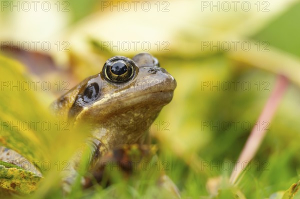 Common frog (Rana temporaria) adult amphibian in a garden amongst fallen autumn leaves, England, United Kingdom