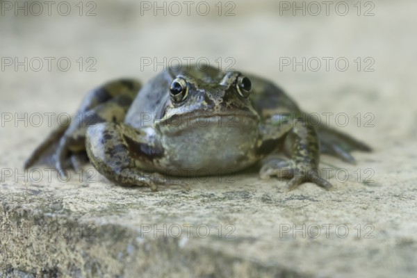 Common frog (Rana temporaria) adult amphibian on a garden paving slab in summer, England, United Kingdom