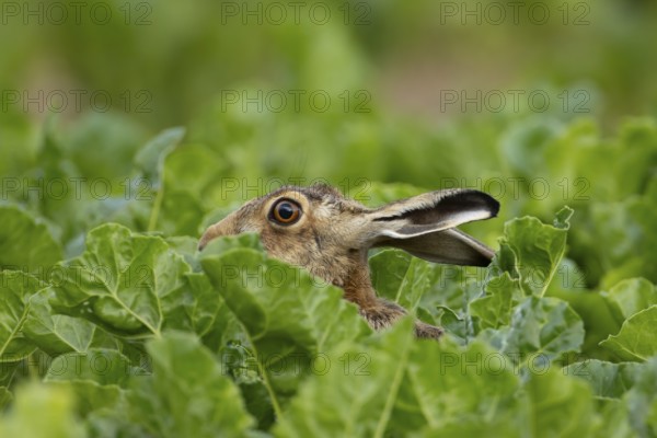 European brown hare (Lepus europaeus) adult animal in a arable farm sugar beet crop field in summer, England, United Kingdom