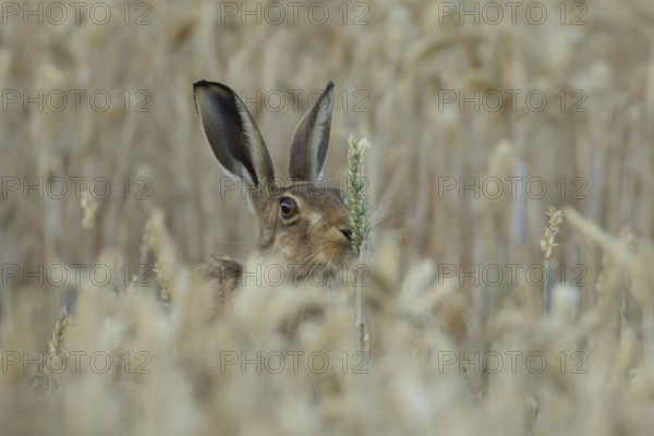 European brown hare (Lepus europaeus) adult animal eating a wheat sheath in a farmland field in summer, England, United Kingdom