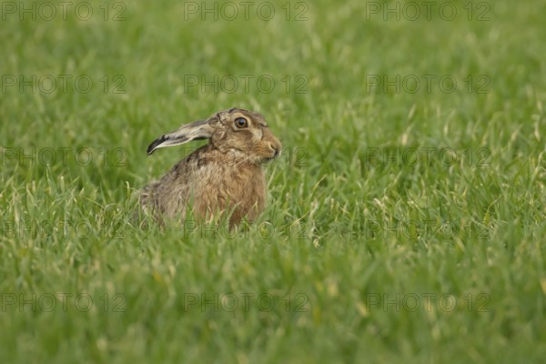 European brown hare (Lepus europaeus) adult animal in a farmland field in springtime, England, United Kingdom