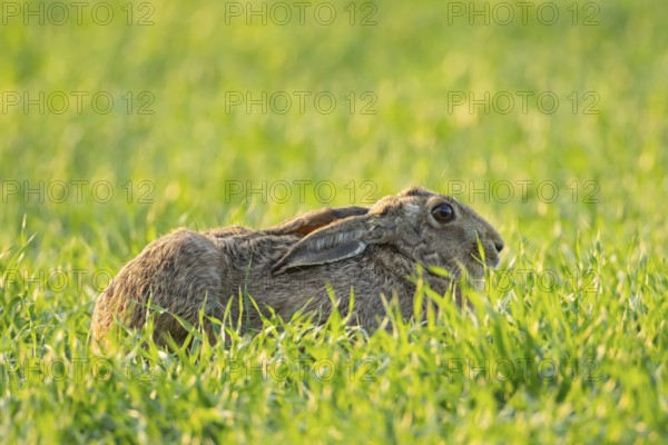 European brown hare (Lepus europaeus) adult animal in a farmland cereal crop field in springtime, England, United Kingdom
