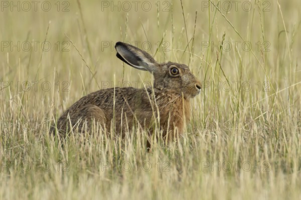 European brown hare (Lepus europaeus) adult animal in a farmland field in summer, England, United Kingdom