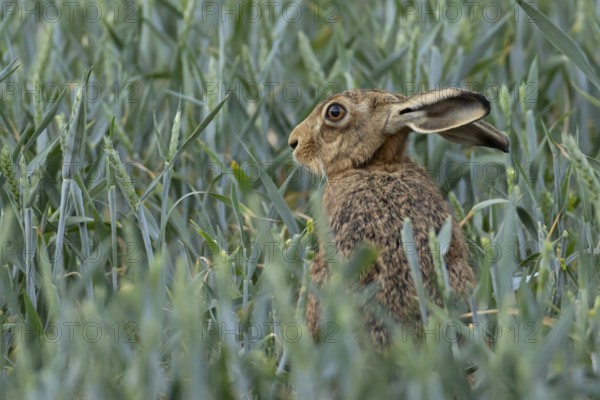 European brown hare (Lepus europaeus) adult animal in a farmland wheat crop field in summer, England, United Kingdom