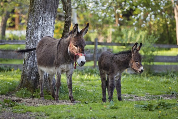 Donkey (Equus asinus), with foal in orchard, Upper Bavaria, Germany