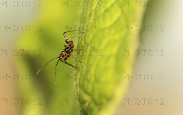 A few days old nymph of a predatory bug (probably Rhynocoris cf. cuspidatus), family Reduviidae, Valais, Switzerland