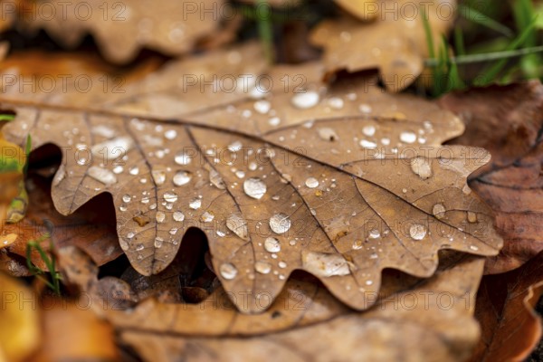 Close-up of the leaf of an oak (Quercus) in autumnal brown colouring on the ground of a forest, wetted with water droplets glistening in the light, Germany