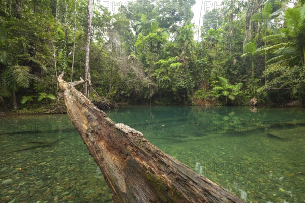 The Blue Hole, Cooper Creek, Daintree National Park, Queensland, Australia