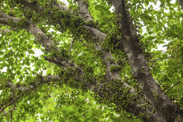 Cauliflory on fig (Ficus racemosa) trunks in tropical forest, Daintree National Park, Queensland, Australia