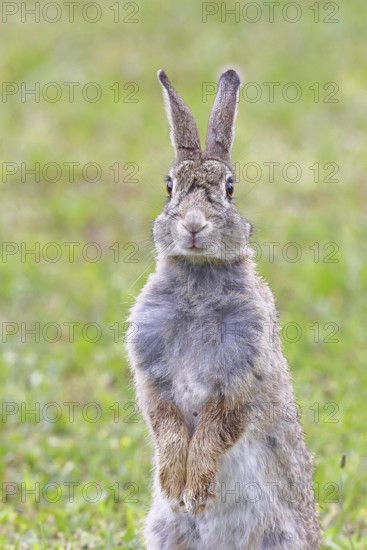Wild rabbit (Oryctolagus cuniculus), sitting in a meadow, making mate, erect, fully grown, alert, wildlife, animals, rodent, Podersdorf, Lake Neusiedl-Seewinkel National Park, Burgenland, Austria