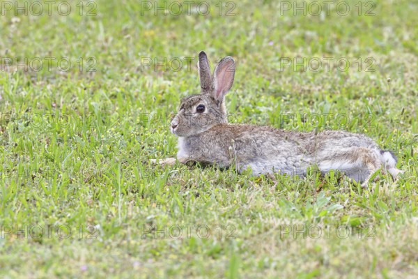 Wild rabbit (Oryctolagus cuniculus), lying in a meadow, fully grown, alert, wildlife, animals, rodent, Podersdorf, Lake Neusiedl-Seewinkel National Park, Burgenland, Austria