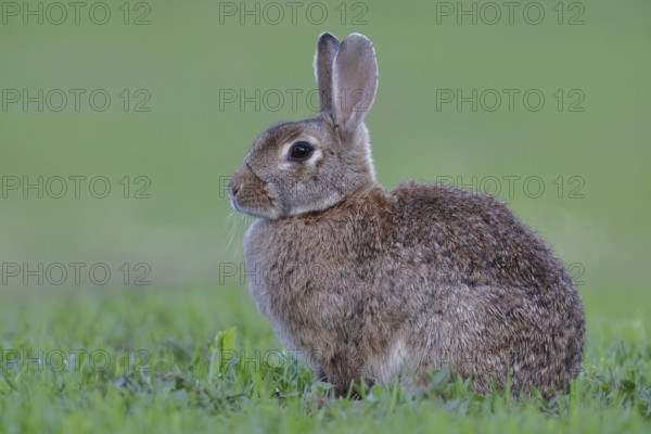 Wild rabbit (Oryctolagus cuniculus), sitting in a meadow, adult, alert, wildlife, animals, rodent, Podersdorf, Lake Neusiedl-Seewinkel National Park, Burgenland, Austria