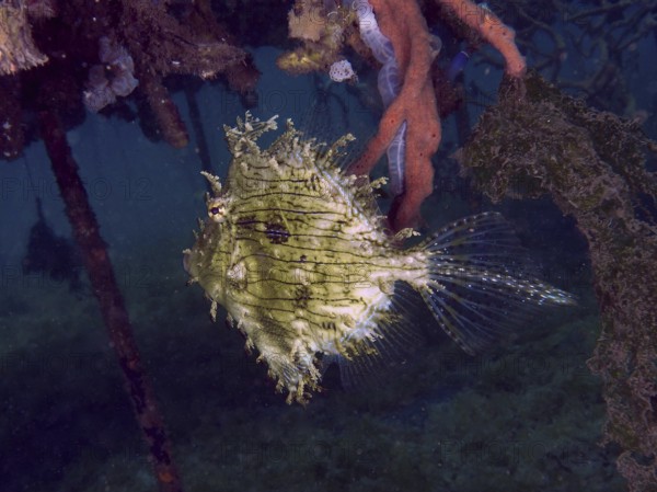 A bizarre jewellery filefish (Chaetodermis penicilligerus), filefish, swimming next to an algae-covered structure, dive site Secret Bay, Gilimanuk, Bali, Indonesia